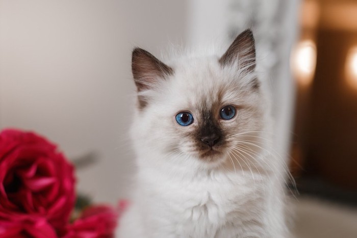 こちらを見つめるバーマンの子猫