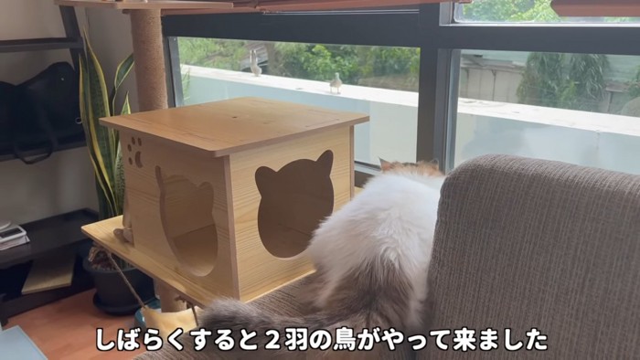 鳥を見る猫