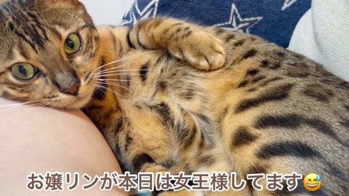 お腹を見せて寝る猫