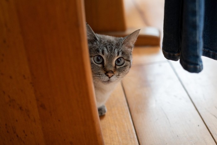 物陰から見つめる猫