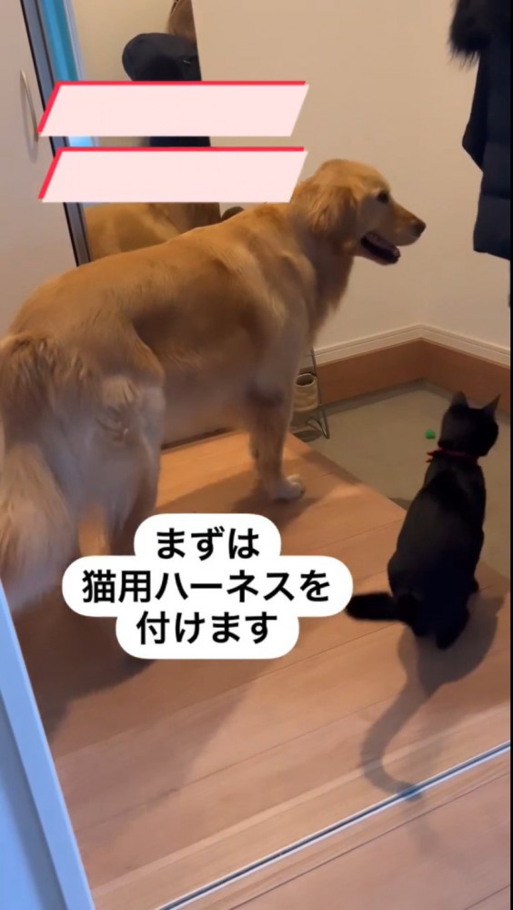 玄関に座る犬と猫