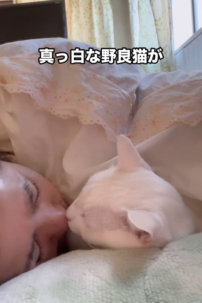 人の鼻にキスをする猫