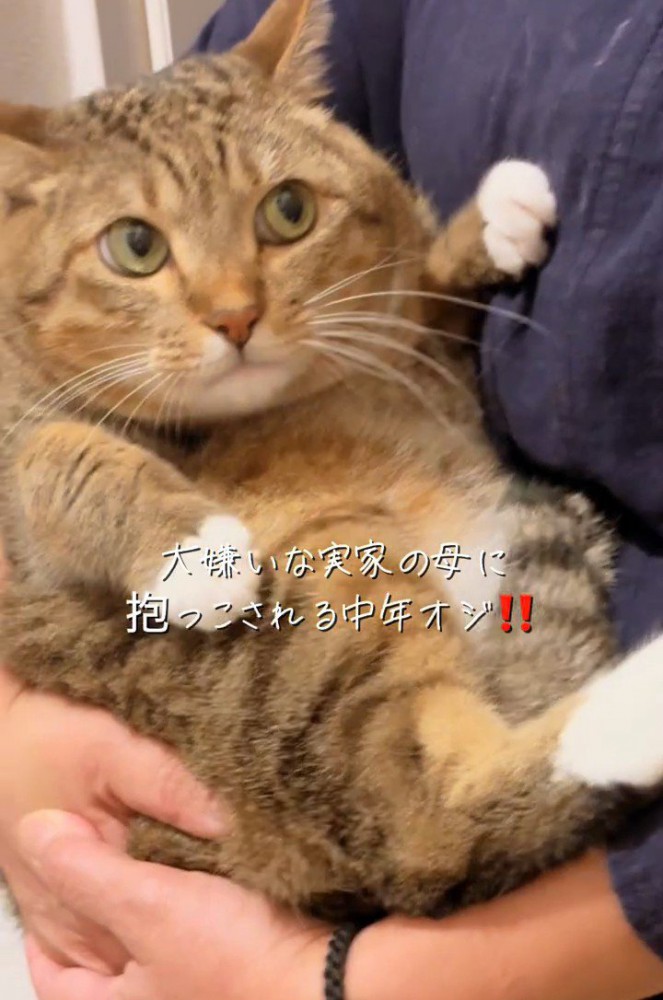 抱っこされ横目で見る猫