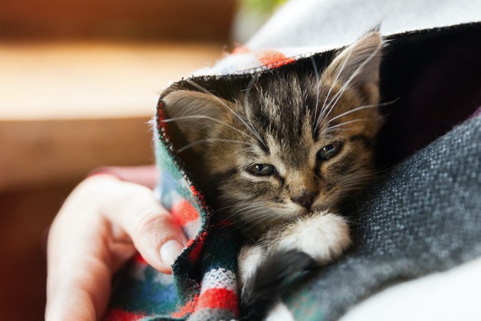 ストールにくるまって飼い主さんに抱かれる子猫