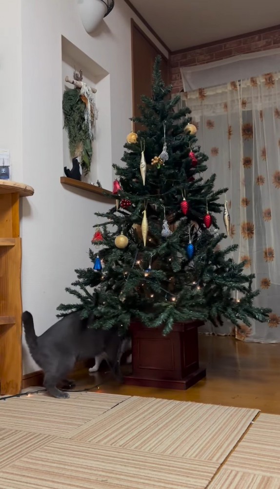 クリスマスツリーの陰から見える猫のしっぽ