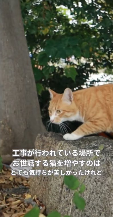 石の上に前足を乗せて歩く猫