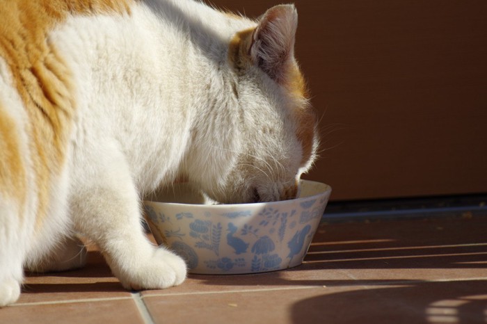 食事中の猫