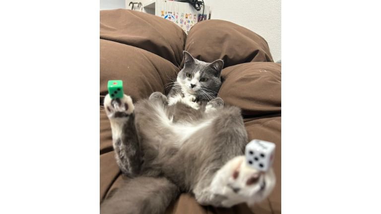 猫とサイコロ
