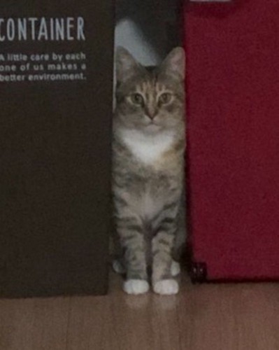 ゴミ箱とゴミ箱の間に立っている猫