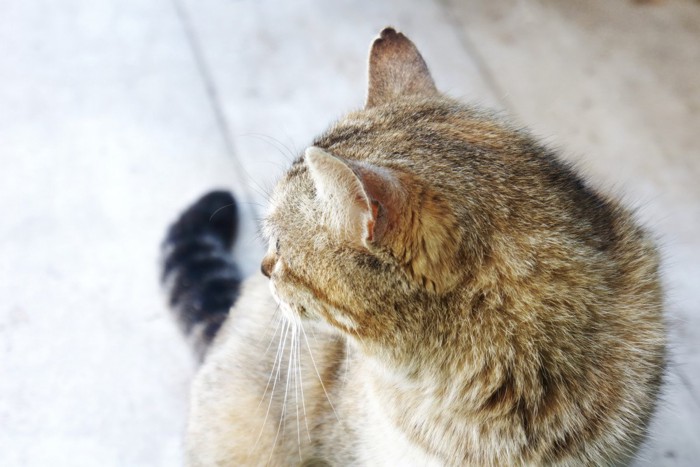 そっぽ向く猫