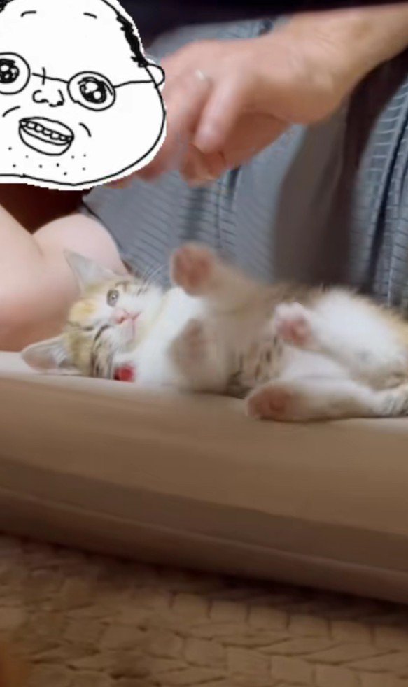 飼い主さんと子猫