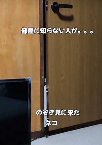 ドアの隙間から鼻をのぞかせる白黒猫