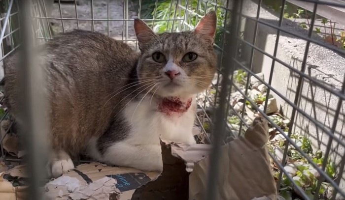 捕獲器に入っている首に怪我を負った猫