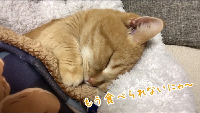 眠りながら口を動かす猫