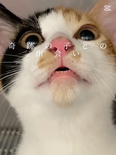 子猫の顔