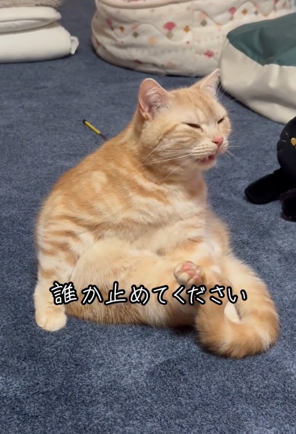フレーメン反応を起こすゴロちゃん