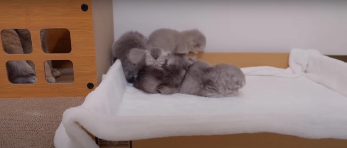 眠っている子猫