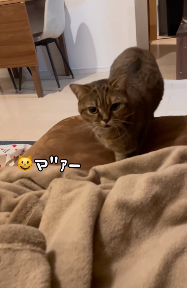 ソファに登る猫