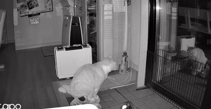 暗視カメラ、猫トイレ中（横姿）