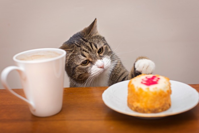 盗み食いしようとしている猫