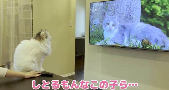 テレビを観る猫