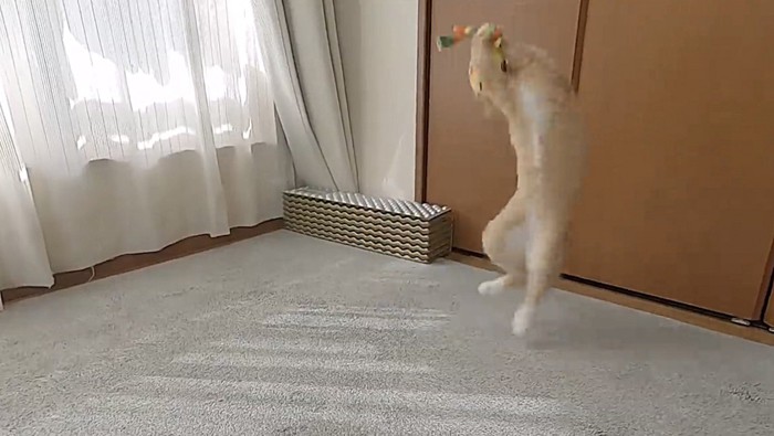 二足歩行のような動きをする猫