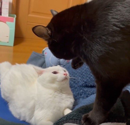 ケンカをしている2匹の猫