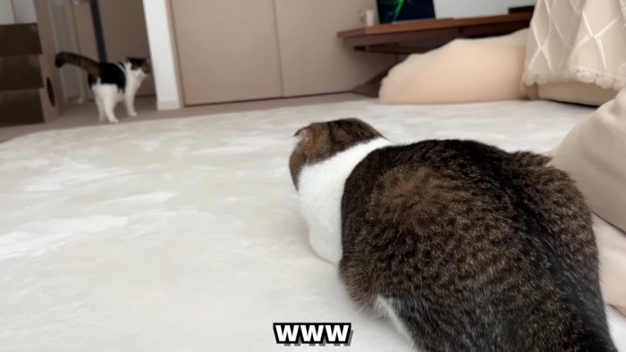 猫の後ろ姿