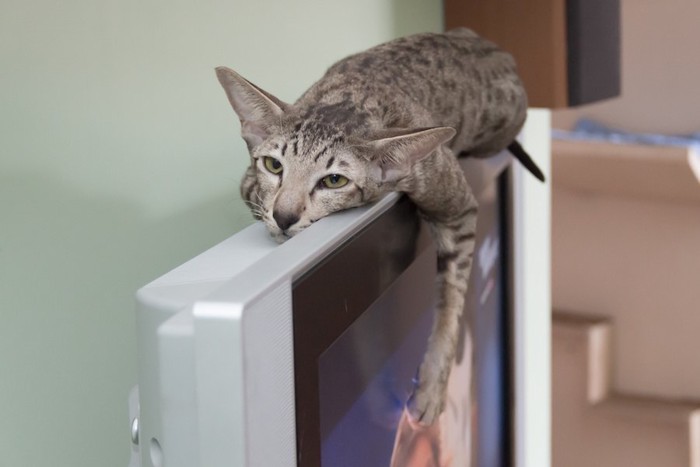 テレビにしがみつく猫