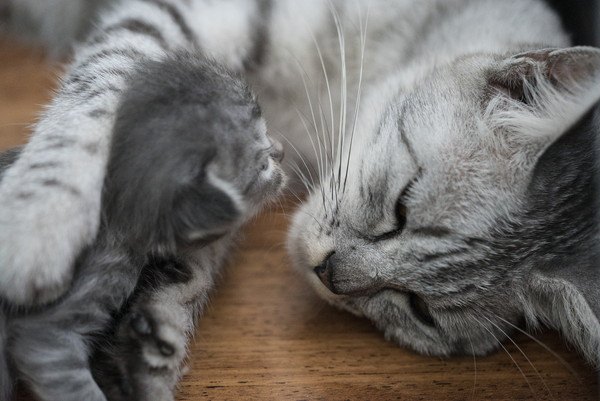 母猫と子猫