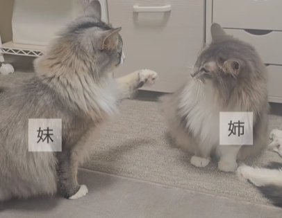 左の猫が前脚を上げる