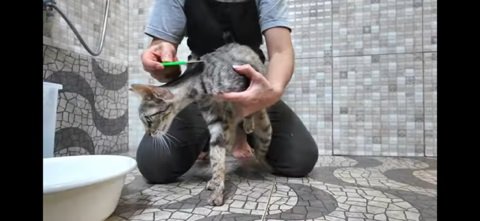 コーミングされる猫