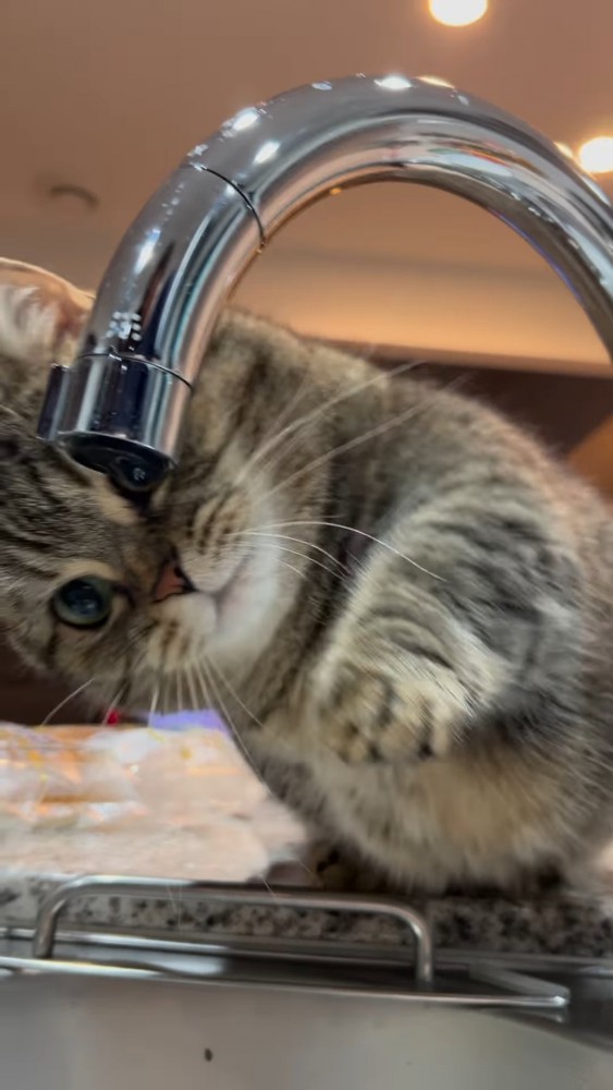 水滴を見て猫パンチする猫