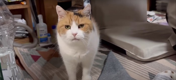 座椅子の横にいる猫%%着替えより僕を優先して欲しい