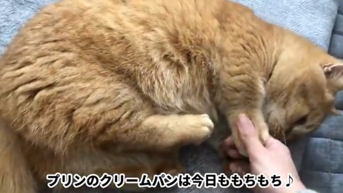 クッションに横たわるマンチカン猫