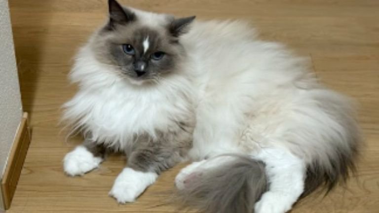 室内にいる猫
