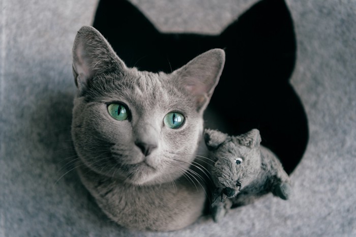 キャットハウスから顔を出すロシアンブルー