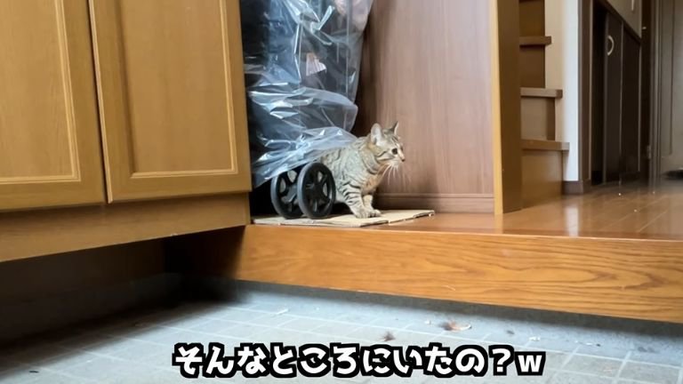 物陰から出てきた猫