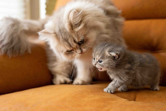 猫の親子