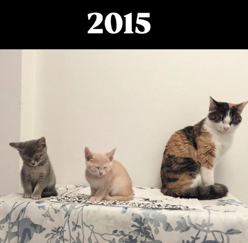 2匹の子猫と1歳の猫