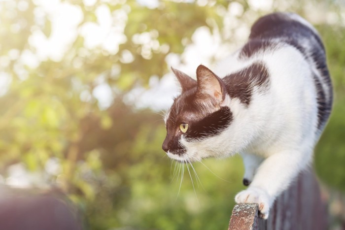 フェンスの上に乗る白黒猫