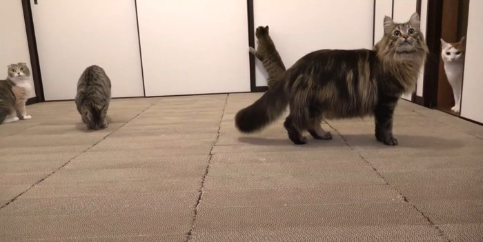 部屋中に集まる猫たち