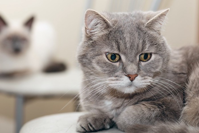 椅子の上で目をそらす猫