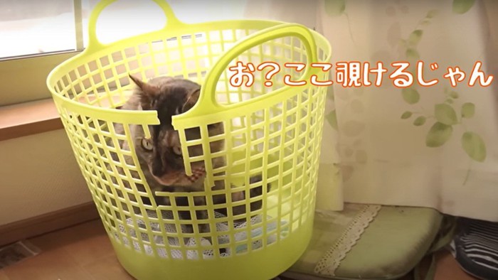 洗濯カゴの中にいる猫