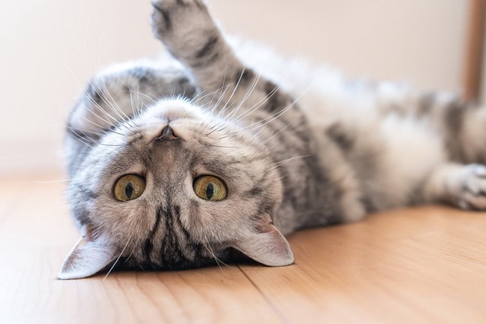 床に寝転んでこちらを見る猫