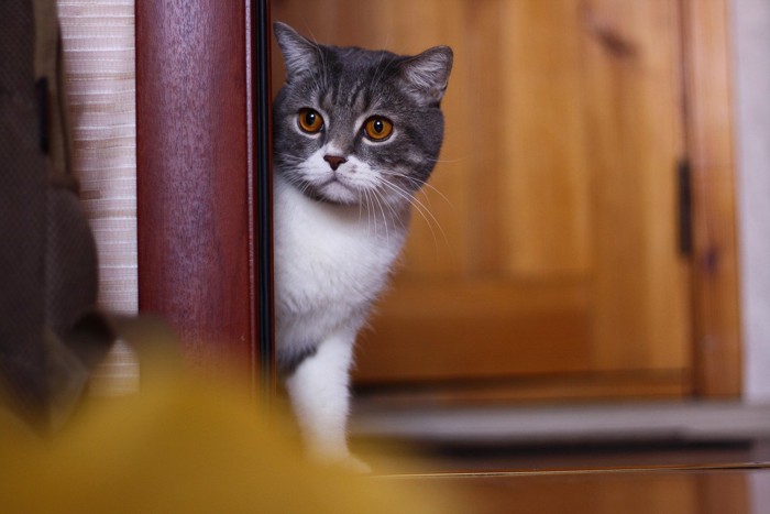 部屋を移動する猫