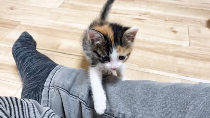 足をよじのぼる子猫