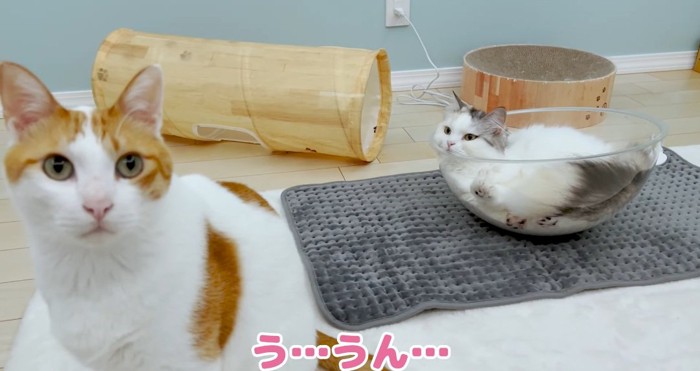 ボールの中の猫