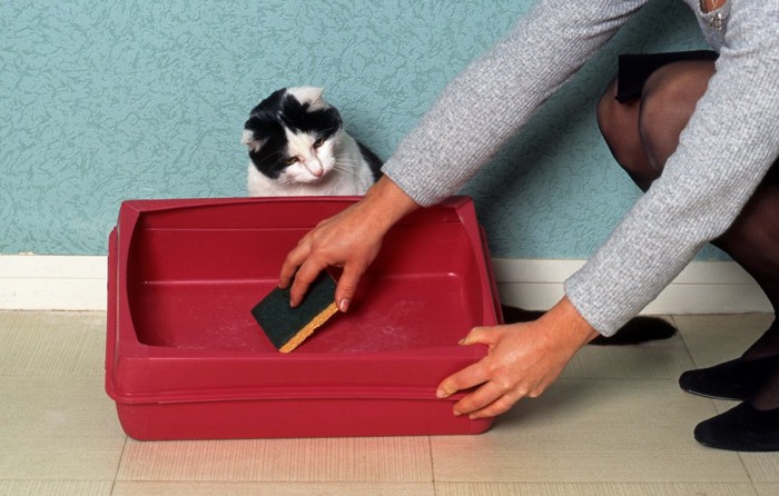 トイレを掃除する飼い主