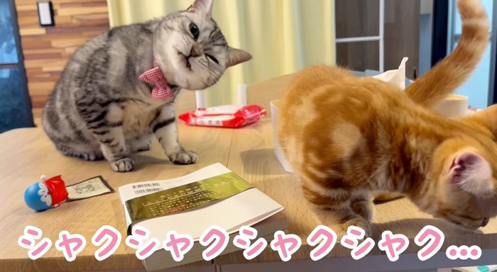 噛む仕草をする猫